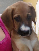 honden foto van Nak