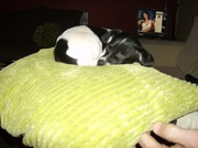 honden foto van Jeanette