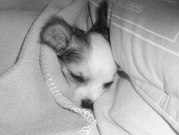 honden foto van moisha