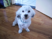 honden foto van jacqueline