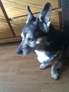 honden foto honden foto van Luuk Heijmans