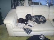 honden foto van jolinda