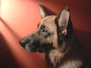 honden foto van Matt