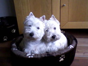 honden foto van ''Y.vonne''