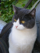 honden foto honden foto van Esmee