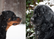 honden foto van Inge, Rottweiler Nika & m'n Canadeesje(s)