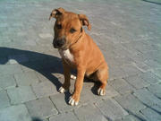 honden foto van Maarten