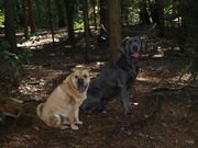 honden foto van voortman