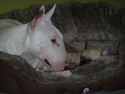 honden foto van bart