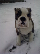 honden foto van Lynn