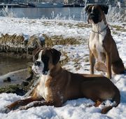 honden foto van annegreet