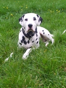 honden foto van Yannick 