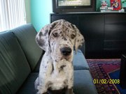 honden foto van mandy