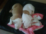 honden foto honden foto van nikita