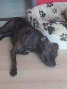 honden foto van robert