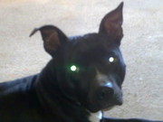 honden foto van sandra