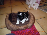 honden foto van lady's paradice