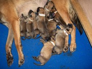 honden foto van Edwin 
