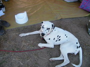 honden foto honden foto van Bernadette Boesveld
