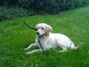 honden foto van petra turner