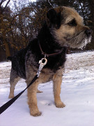 honden foto van Bente