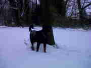 honden foto van Djenka