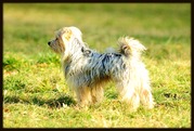 honden foto van miryam