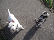 honden foto van Jacqueline