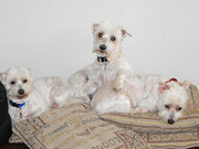 honden foto van Heidi van der Lee