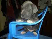 honden foto van Mary-Ann