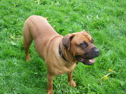 honden foto van Anoes en Angel