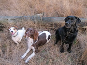 honden foto honden foto van margot