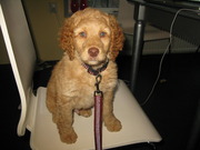 honden foto van brownie