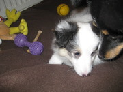 honden foto van Senna en Snowy