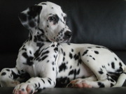honden foto van Lindsay