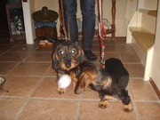 honden foto van ted