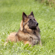 honden foto van Corine