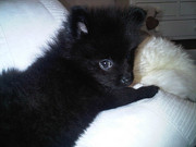 honden foto van minnie