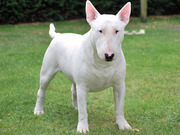 honden foto honden foto van dina