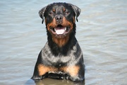 honden foto van michel