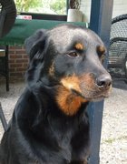 honden foto van Hans