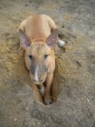 honden foto van sblns
