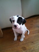 honden foto van Cooper