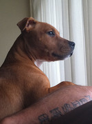 honden foto van Monica