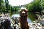 honden foto van Nicole