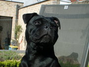 honden foto honden foto van Fara