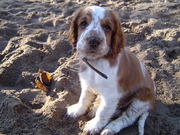 honden foto van Kim en Toet