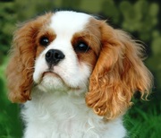 honden foto honden foto van Sheila Fields