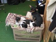 honden foto honden foto van louis