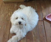 honden foto van karin bouthoorn